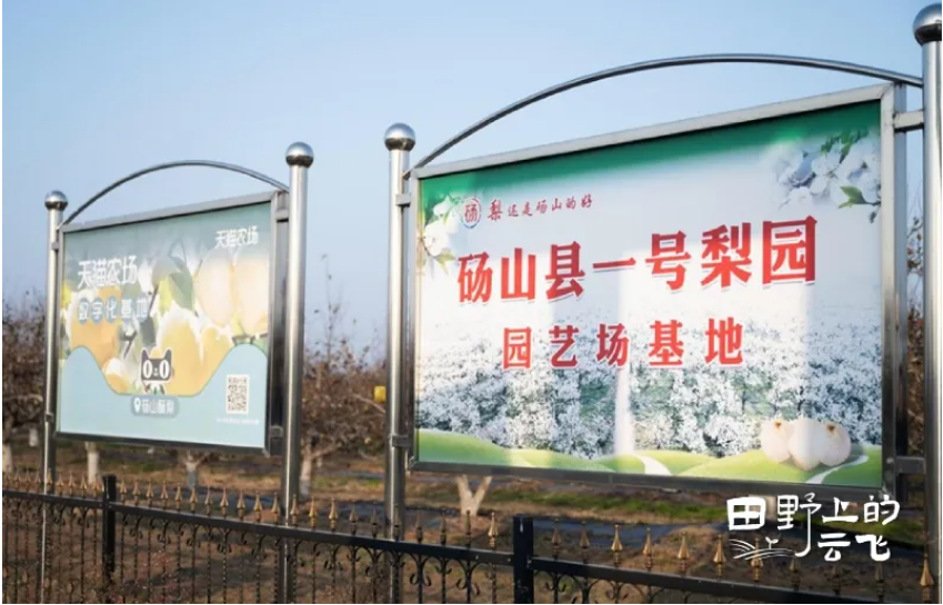 阿里云碭山梨園：當2500年老樹遇見“數字哨兵”